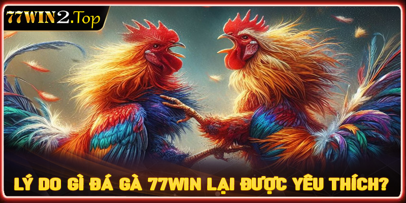 Lý do gì khiến sàn cá cược đá gà 77win được yêu thích đến vậy?